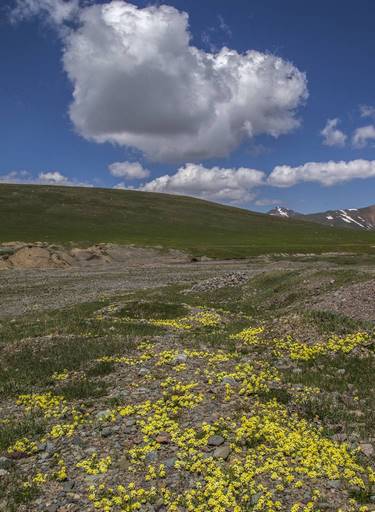 Chorispora sibirica in the meadow